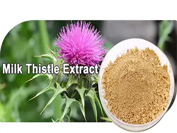 Why Choose 100% Pure Milk Thistle Extract Powder?